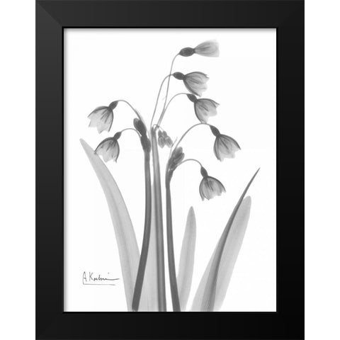 Snow Drop in BandW Black Modern Wood Framed Art Print by Koetsier, Albert