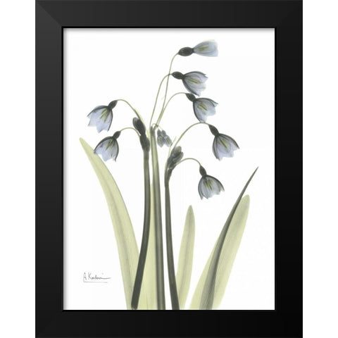 Snow Drop in Color Black Modern Wood Framed Art Print by Koetsier, Albert