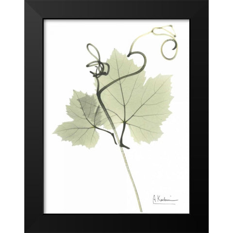 Grape Vine in Pale Green Black Modern Wood Framed Art Print by Koetsier, Albert