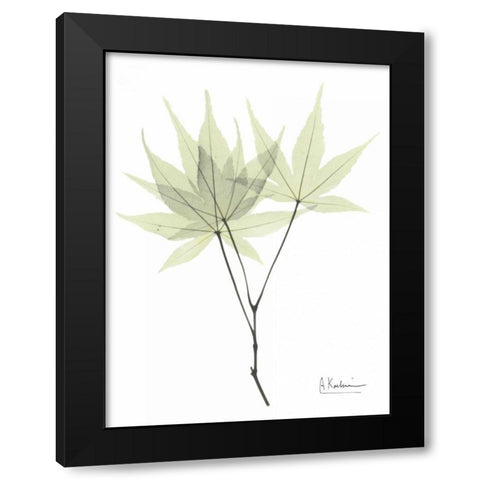 Japanese Maple in Pale Green Black Modern Wood Framed Art Print with Double Matting by Koetsier, Albert