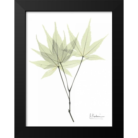 Japanese Maple in Pale Green Black Modern Wood Framed Art Print by Koetsier, Albert