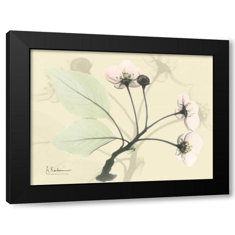 Wild Cherry on Beige Black Modern Wood Framed Art Print with Double Matting by Koetsier, Albert