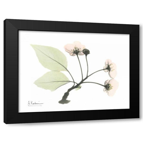 Wild Cherry Black Modern Wood Framed Art Print by Koetsier, Albert