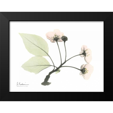 Wild Cherry Black Modern Wood Framed Art Print by Koetsier, Albert