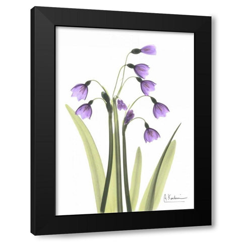 Snow Drop in Full Bloom Black Modern Wood Framed Art Print with Double Matting by Koetsier, Albert