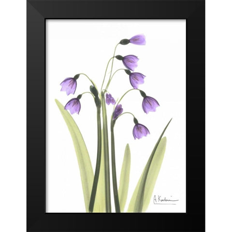 Snow Drop in Full Bloom Black Modern Wood Framed Art Print by Koetsier, Albert