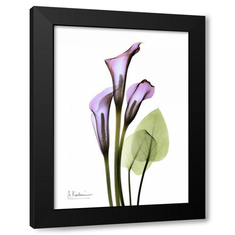 Calla Lily in Full Bloom Black Modern Wood Framed Art Print with Double Matting by Koetsier, Albert