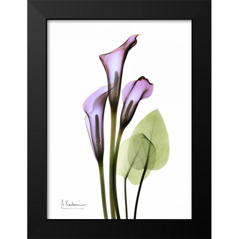 Calla Lily in Full Bloom Black Modern Wood Framed Art Print by Koetsier, Albert