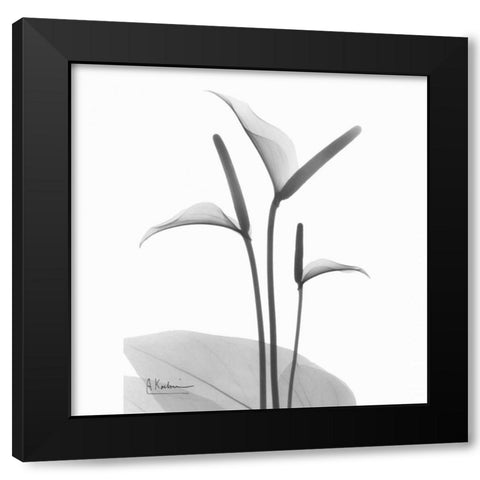 Flamingo Plant in BandW Black Modern Wood Framed Art Print with Double Matting by Koetsier, Albert