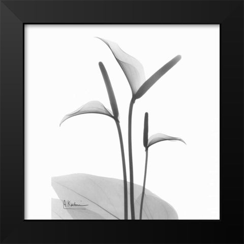 Flamingo Plant in BandW Black Modern Wood Framed Art Print by Koetsier, Albert