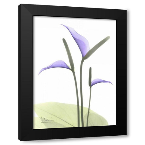 Flamingo Plant in Full Bloom Black Modern Wood Framed Art Print with Double Matting by Koetsier, Albert