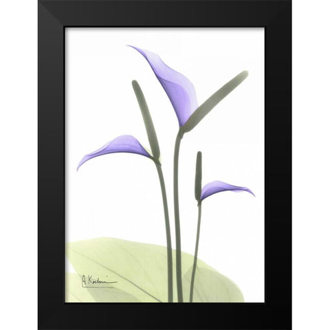 Flamingo Plant in Full Bloom Black Modern Wood Framed Art Print by Koetsier, Albert