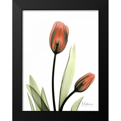 Red Tulips Black Modern Wood Framed Art Print by Koetsier, Albert