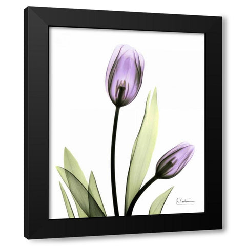 Tulip in Full Bloom Black Modern Wood Framed Art Print by Koetsier, Albert