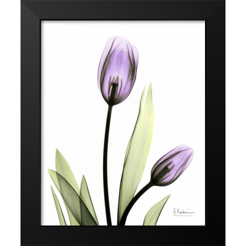 Tulip in Full Bloom Black Modern Wood Framed Art Print by Koetsier, Albert