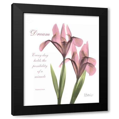 Pink Iris - Dream Black Modern Wood Framed Art Print with Double Matting by Koetsier, Albert