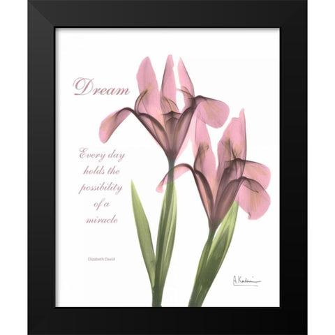 Pink Iris - Dream Black Modern Wood Framed Art Print by Koetsier, Albert