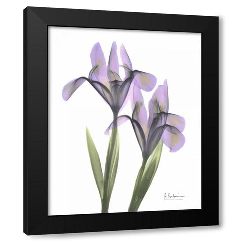 Purple Iris Black Modern Wood Framed Art Print with Double Matting by Koetsier, Albert