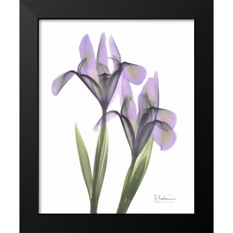 Purple Iris Black Modern Wood Framed Art Print by Koetsier, Albert