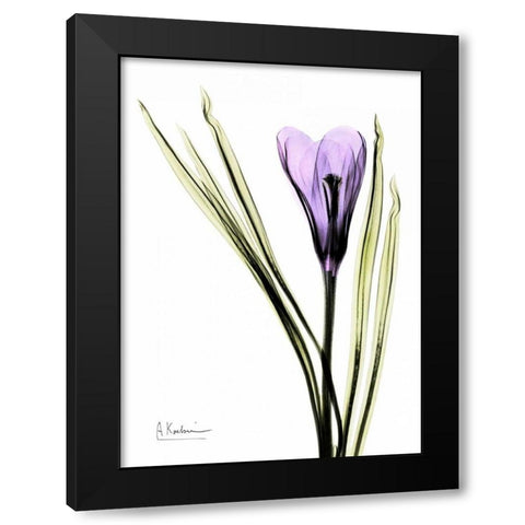 Purple Crocus Black Modern Wood Framed Art Print with Double Matting by Koetsier, Albert