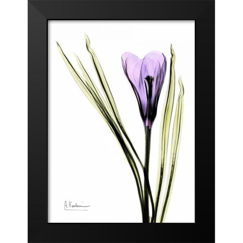 Purple Crocus Black Modern Wood Framed Art Print by Koetsier, Albert