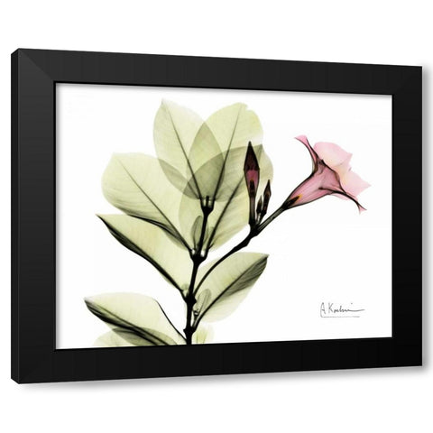 Pink Mandelila Black Modern Wood Framed Art Print with Double Matting by Koetsier, Albert