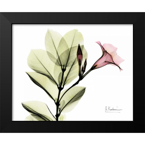 Pink Mandelila Black Modern Wood Framed Art Print by Koetsier, Albert