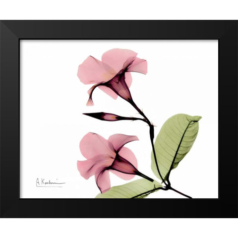 Pink Mandelila Bunch Black Modern Wood Framed Art Print by Koetsier, Albert