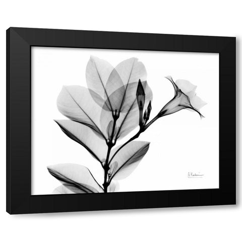 Mandelilla L265 Black Modern Wood Framed Art Print with Double Matting by Koetsier, Albert