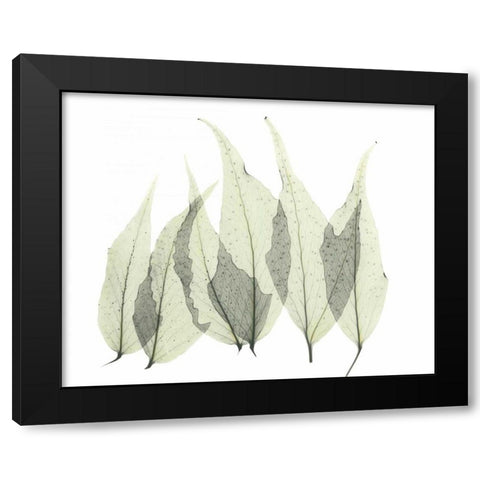 Japanese Fern in Green Black Modern Wood Framed Art Print with Double Matting by Koetsier, Albert