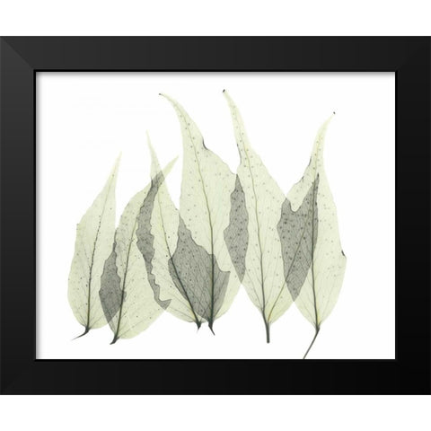 Japanese Fern in Green Black Modern Wood Framed Art Print by Koetsier, Albert