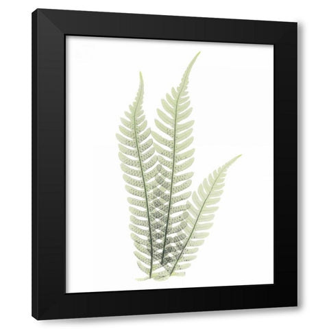 Tree Fern in Green Black Modern Wood Framed Art Print with Double Matting by Koetsier, Albert