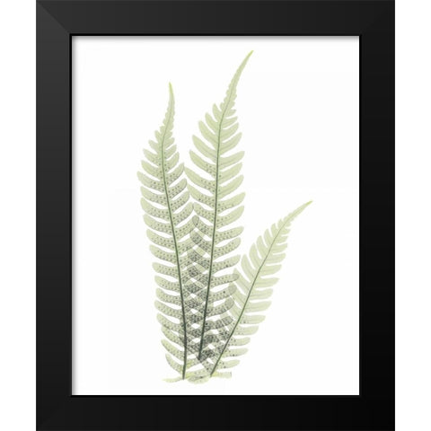 Tree Fern in Green Black Modern Wood Framed Art Print by Koetsier, Albert