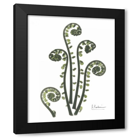 Fiddle Fern in Green Black Modern Wood Framed Art Print with Double Matting by Koetsier, Albert