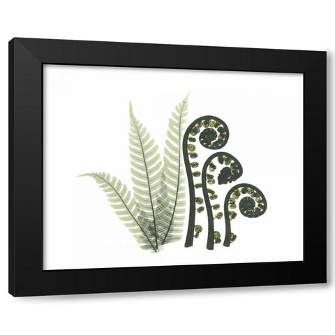 Tree and Fiddle Fern in Green Black Modern Wood Framed Art Print with Double Matting by Koetsier, Albert