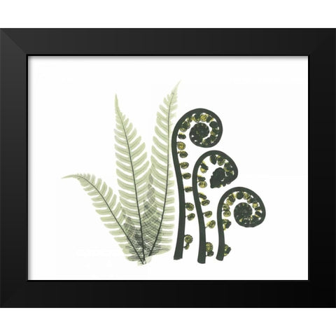 Tree and Fiddle Fern in Green Black Modern Wood Framed Art Print by Koetsier, Albert