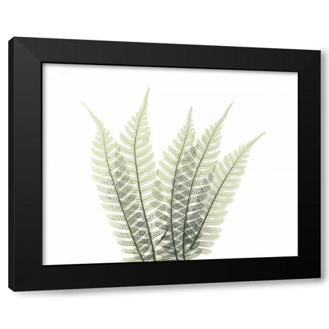 Tree Fern in Green 2 Black Modern Wood Framed Art Print by Koetsier, Albert