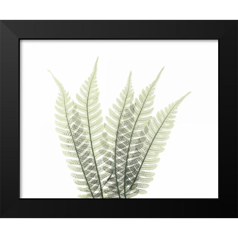 Tree Fern in Green 2 Black Modern Wood Framed Art Print by Koetsier, Albert