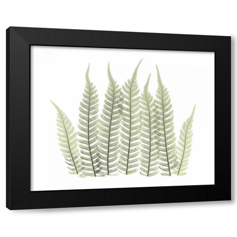 Tree Fern in Green 3 Black Modern Wood Framed Art Print by Koetsier, Albert