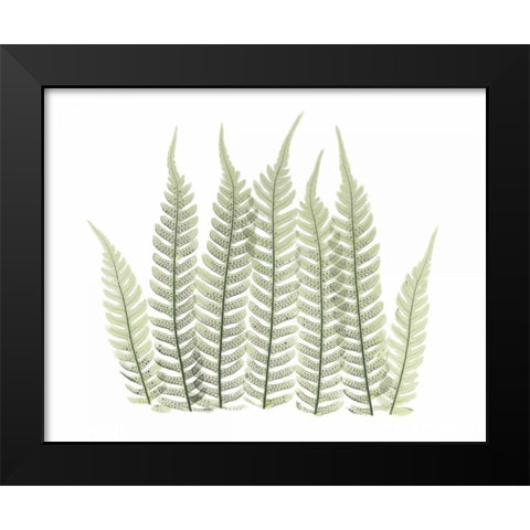 Tree Fern in Green 3 Black Modern Wood Framed Art Print by Koetsier, Albert