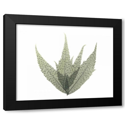 Japanese Fern in Green 2 Black Modern Wood Framed Art Print with Double Matting by Koetsier, Albert