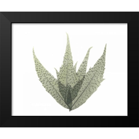 Japanese Fern in Green 2 Black Modern Wood Framed Art Print by Koetsier, Albert