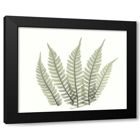 Tree Fern in Green 4 Black Modern Wood Framed Art Print by Koetsier, Albert