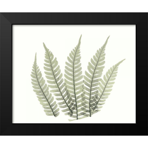 Tree Fern in Green 4 Black Modern Wood Framed Art Print by Koetsier, Albert