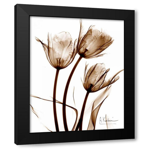 Tulip Arrangement in Brown Black Modern Wood Framed Art Print with Double Matting by Koetsier, Albert