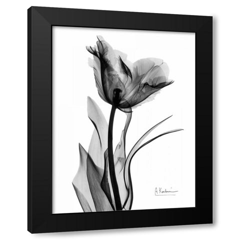 Single Tulip in BandW Black Modern Wood Framed Art Print by Koetsier, Albert