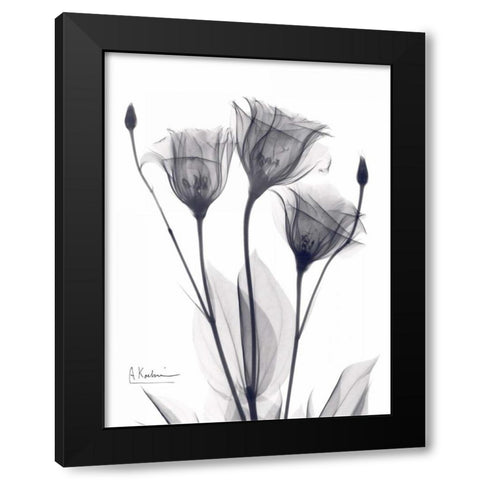 Three Gentian in BandW Black Modern Wood Framed Art Print with Double Matting by Koetsier, Albert