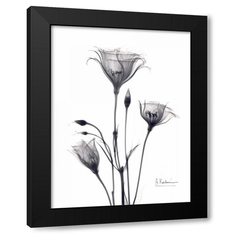 Bouquet of Gentian in BandW Black Modern Wood Framed Art Print with Double Matting by Koetsier, Albert