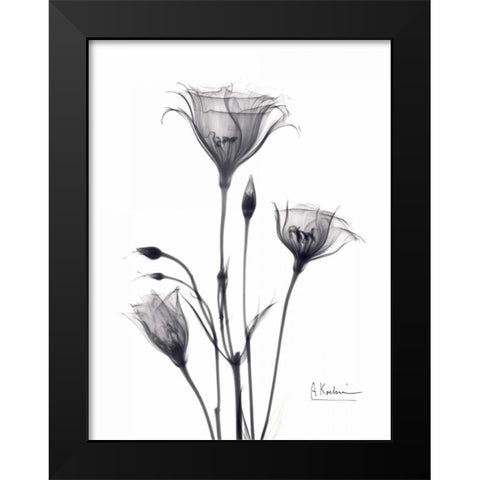 Bouquet of Gentian in BandW Black Modern Wood Framed Art Print by Koetsier, Albert