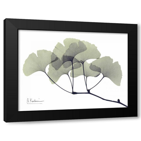 Gingko Leaves in Green Black Modern Wood Framed Art Print with Double Matting by Koetsier, Albert